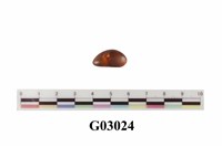 藏品(琥珀)的圖片